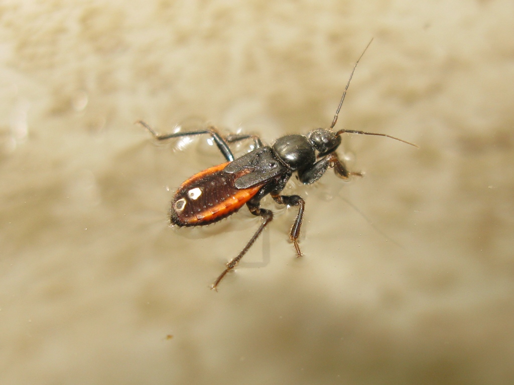 Reduviidae: ninfa di Peirates hybridus del Lazio (VT)